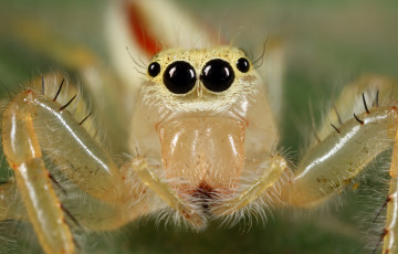 Картинка животные пауки паук макро взгляд