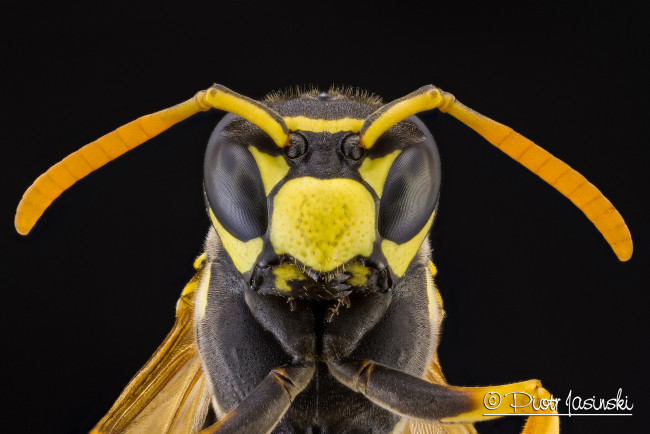 Обои картинки фото животные, пчелы,  осы,  шмели, фон, макро, портрет