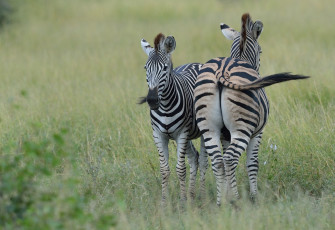 Картинка животные зебры пара трава природа