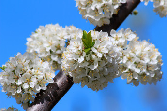 Картинка цветы цветущие+деревья+ +кустарники природа красота дача весна алыча цветение