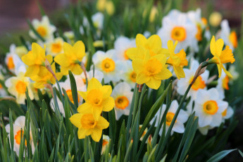 Картинка цветы нарциссы красота дача весна цветение природа