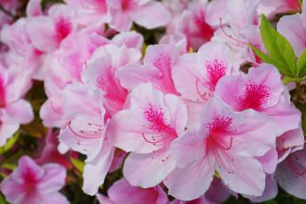 Картинка цветы рододендроны+ азалии розовые цветение куст