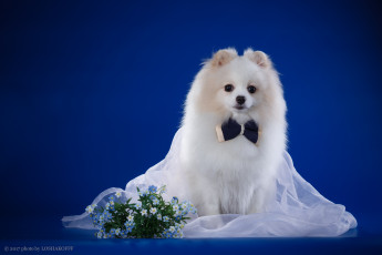 Картинка животные собаки цветы фон малыш щенок ткань боке