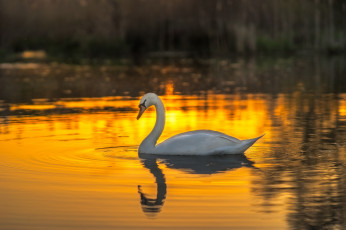 Картинка животные лебеди белый шипун лебедь птица вода закат