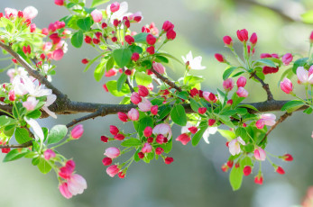 Картинка цветы цветущие+деревья+ +кустарники листья вишня ветка весна сад