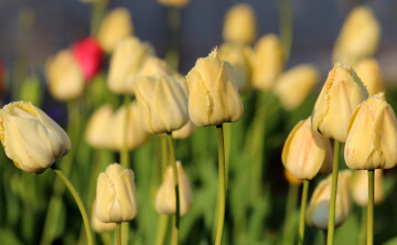 Картинка цветы тюльпаны цветение природа красота дача весна