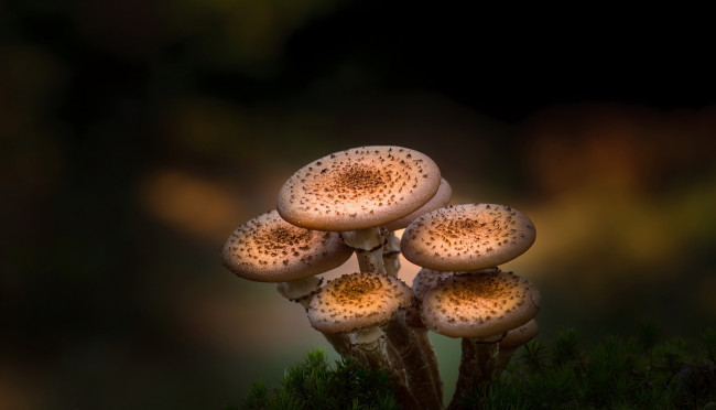 Обои картинки фото природа, грибы, фон