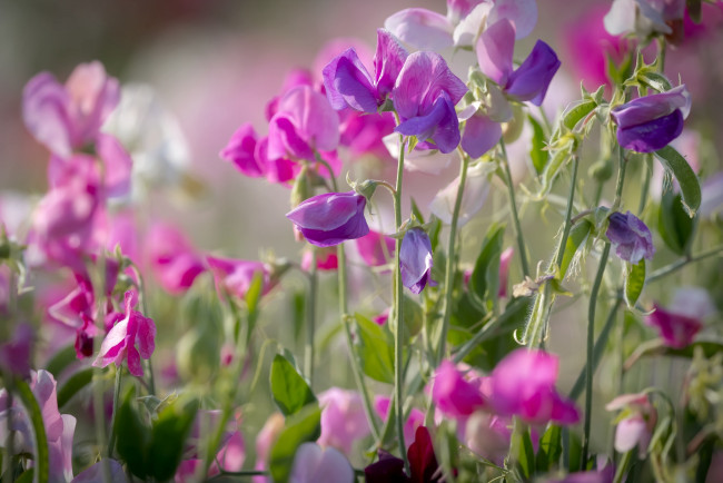 Обои картинки фото цветы, луговые , полевые,  цветы, розовый, душистый, горошек, лето