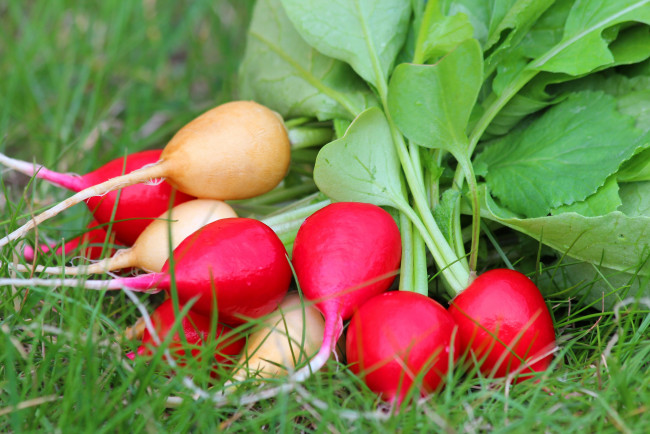 Обои картинки фото еда, редис,  репа,  редька, дача, урожай, теплица, вкусно, витамины, весна