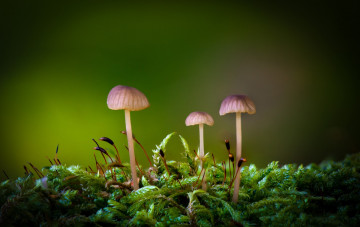 обоя природа, грибы, грибная, семейка