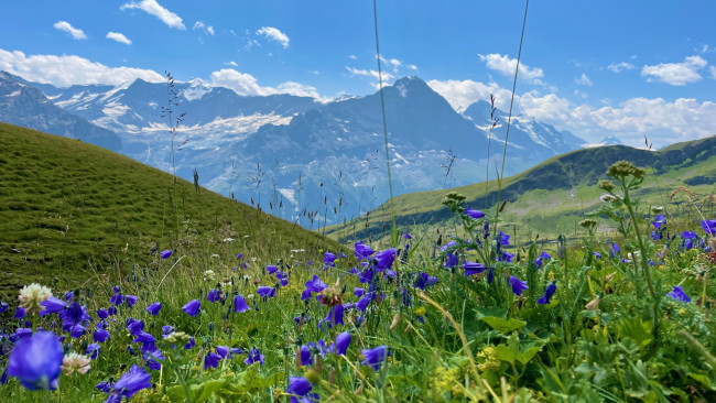 Обои картинки фото grindelwald, switzerland, природа, луга