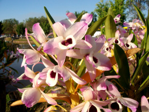 Картинка цветы орхидеи розовый белый нежный