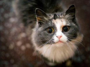 Картинка животные коты глазища морда