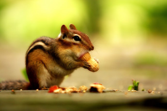 Картинка животные бурундуки полосатый арахис орех