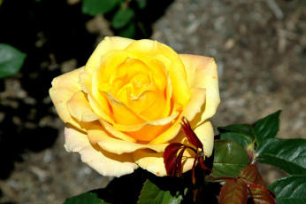 Картинка цветы розы большой желтый