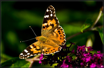 Картинка животные бабочки тёмный цветок