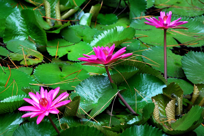 Обои картинки фото цветы, лилии, водяные, нимфеи, кувшинки, листья, яркий, розовый