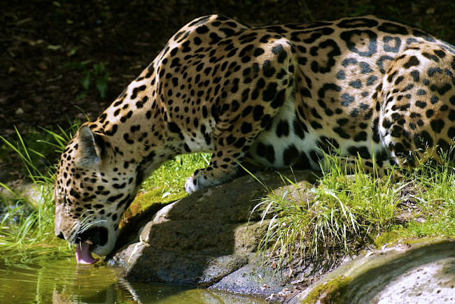Обои картинки фото животные, Ягуары, пятнистый, водопой, хищник