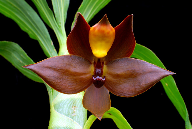 Обои картинки фото цветы, орхидеи, экзотика, коричневый
