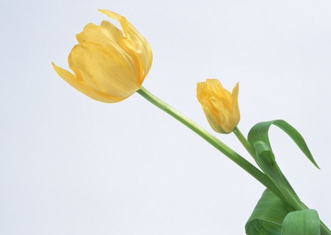 Обои картинки фото цветы, тюльпаны, лепестки