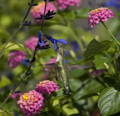Картинка животные колибри птичка цветы