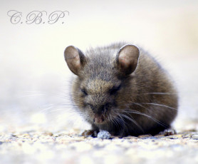 Картинка животные крысы мыши mouse