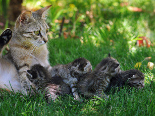 Картинка животные коты кошка котята