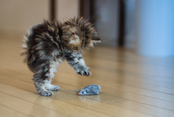Картинка животные коты мышка котёнок игрушка
