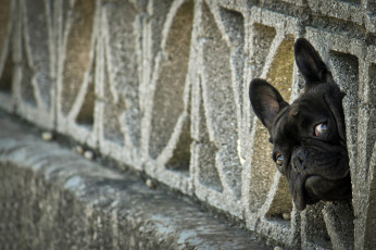 Картинка животные собаки французский бульдог