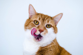 Картинка животные коты язык мордочка котэ