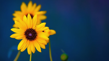 Картинка цветы рудбекия желтый синий