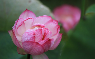 Картинка цветы лотосы лотос