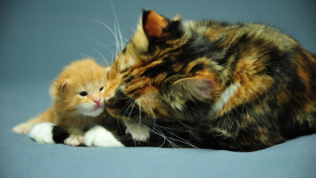 Обои картинки фото little, ginger, cat, mother, животные, коты, кошка, мама, котенок