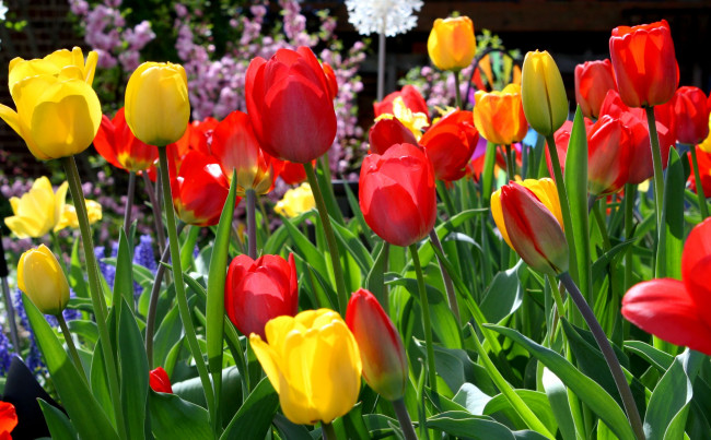 Обои картинки фото цветы, тюльпаны, много, красный, желтый