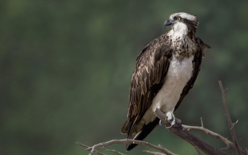 Картинка животные птицы+-+хищники птица скопа природа сокол osprey