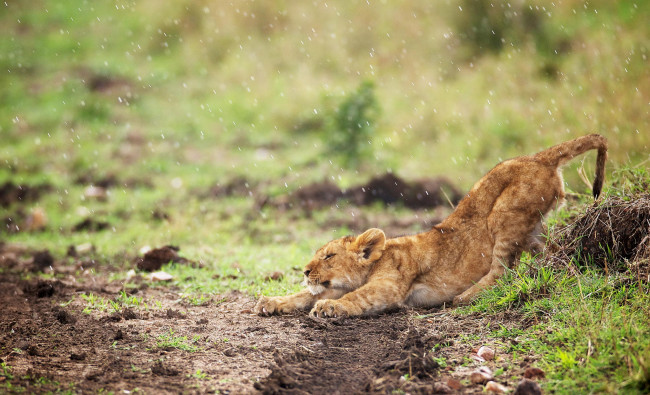 Обои картинки фото животные, львы, дождь, львенок