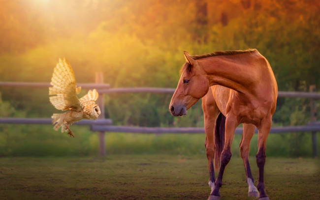 Обои картинки фото животные, разные вместе, сова, лошадь