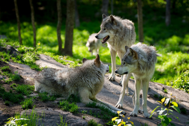 Обои картинки фото животные, волки,  койоты,  шакалы, лес, деревья