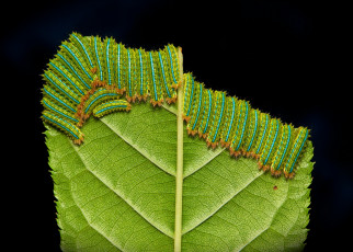 Картинка животные гусеницы itchydogimages лист макро