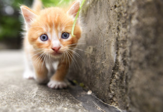 Картинка животные коты взгляд малыш мордочка котёнок
