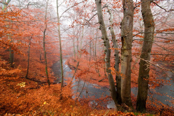 Картинка природа реки озера осень лес река