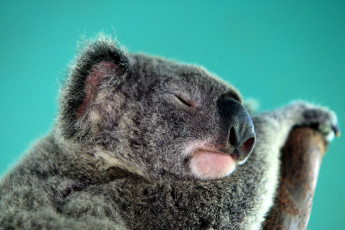 Картинка животные коалы коала сумчатое австралия травоядное сон