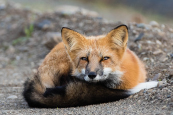 Картинка животные лисы лис