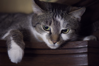 Картинка животные коты кот глаза взгляд лапка