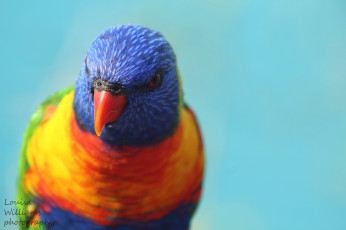 Картинка животные попугаи попугай фон