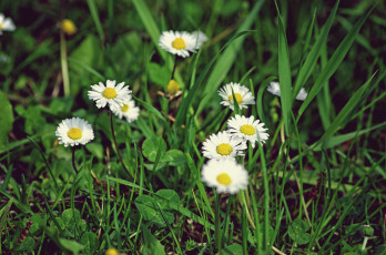 Картинка цветы ромашки трава луг