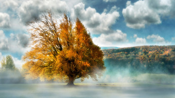 Картинка природа деревья пейзаж туман дерево
