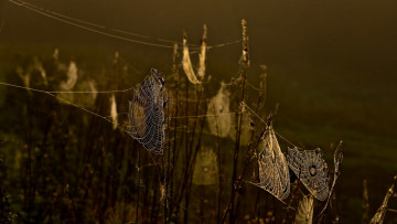 Картинка природа макро осень паутина