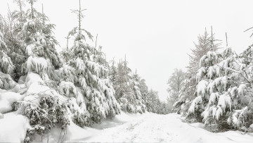 Картинка природа зима снег лес дорога