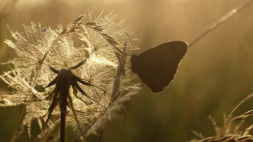 Картинка животные бабочки +мотыльки +моли макро травинка усики фон бабочка крылья насекомое